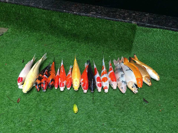 Sau đợt mưa Đà Nẵng, chàng trai mang cá Koi bạc triệu đi kho khiến dân mạng tranh cãi - 2