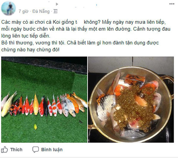 Sau đợt mưa Đà Nẵng, chàng trai mang cá Koi bạc triệu đi kho khiến dân mạng tranh cãi - 1