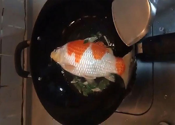 Sau đợt mưa Đà Nẵng, chàng trai mang cá Koi bạc triệu đi kho khiến dân mạng tranh cãi - 7