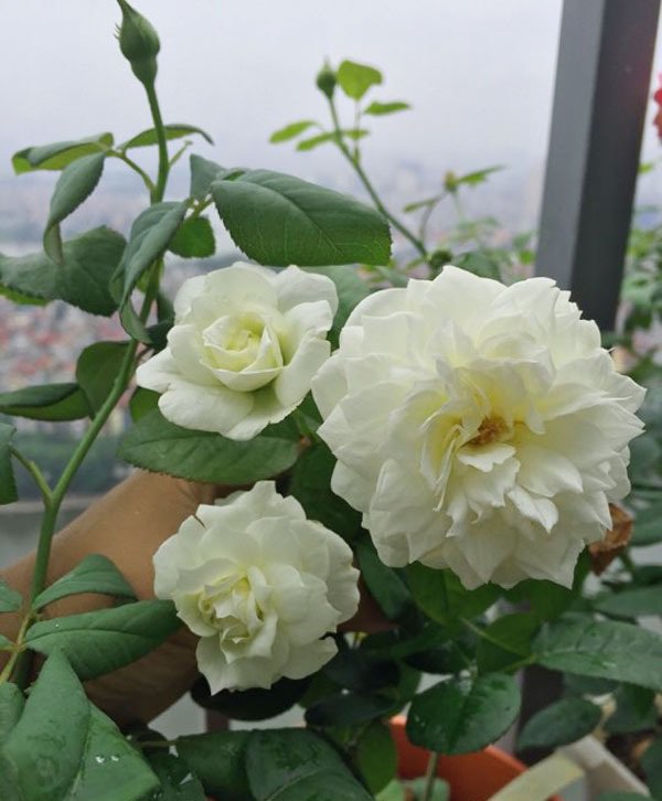 ban cong von ven 3m² co tram goc hong dua no sang ruc chung cu cua me ha thanh - 14