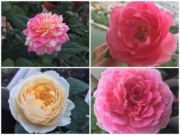 ban cong von ven 3m² co tram goc hong dua no sang ruc chung cu cua me ha thanh - 19