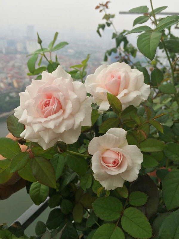 ban cong von ven 3m² co tram goc hong dua no sang ruc chung cu cua me ha thanh - 13