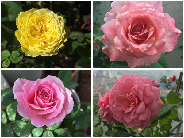 ban cong von ven 3m² co tram goc hong dua no sang ruc chung cu cua me ha thanh - 18