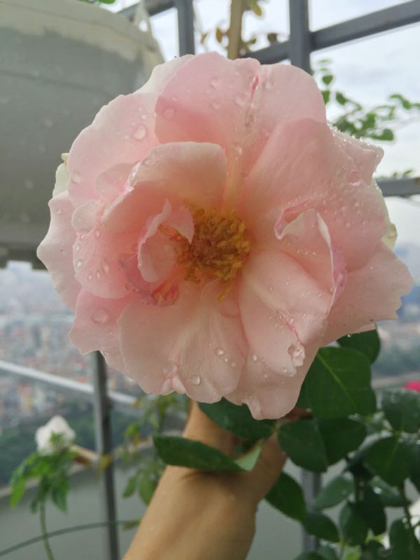 ban cong von ven 3m² co tram goc hong dua no sang ruc chung cu cua me ha thanh - 12