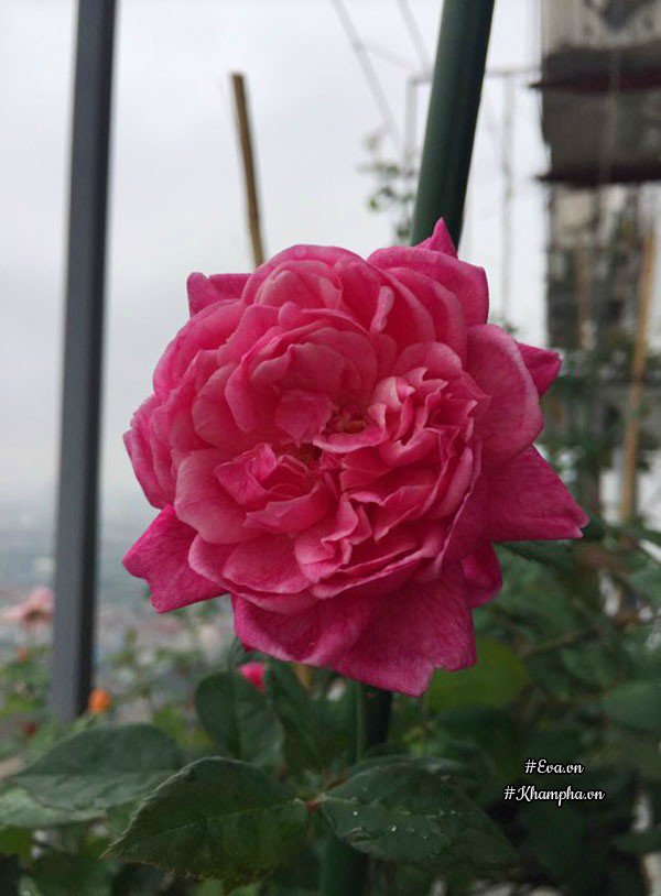 ban cong von ven 3m² co tram goc hong dua no sang ruc chung cu cua me ha thanh - 16