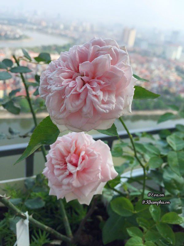 ban cong von ven 3m² co tram goc hong dua no sang ruc chung cu cua me ha thanh - 15