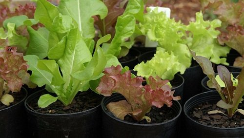 Mách cách trồng rau xà lách trong thùng xốp, chậu nhựa lớn nhanh như thổi - 3