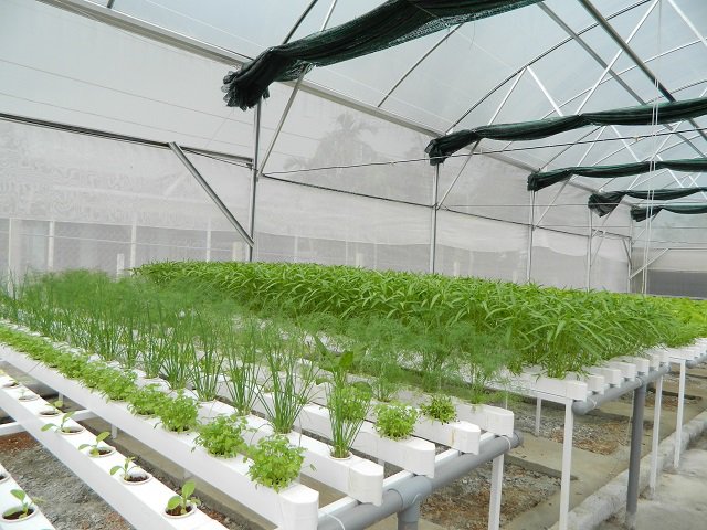 Cụ bà U70 trẻ lại chục tuổi nhờ vườn rau thủy canh đẹp như mơ - 1