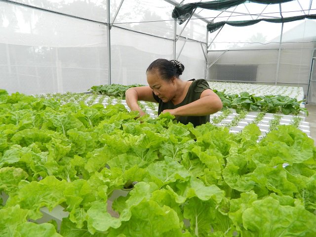 Cụ bà U70 trẻ lại chục tuổi nhờ vườn rau thủy canh đẹp như mơ - 9