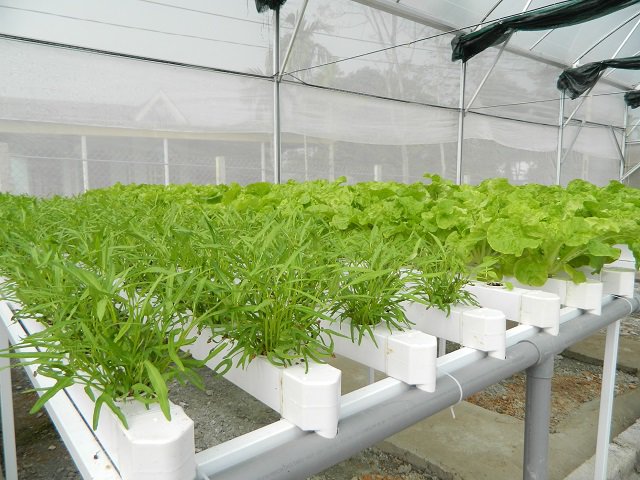 Cụ bà U70 trẻ lại chục tuổi nhờ vườn rau thủy canh đẹp như mơ - 3