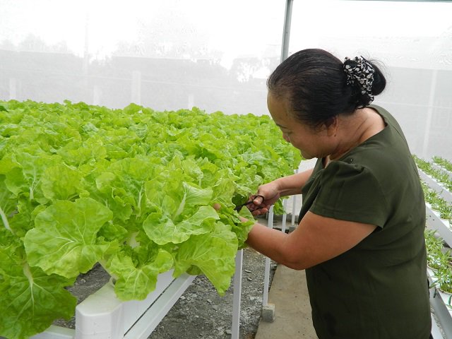 Cụ bà U70 trẻ lại chục tuổi nhờ vườn rau thủy canh đẹp như mơ - 4