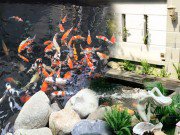 Nhà đẹp - Hồ cá Koi bạc tỷ đẹp đến từng chi tiết của Cao Thái Sơn