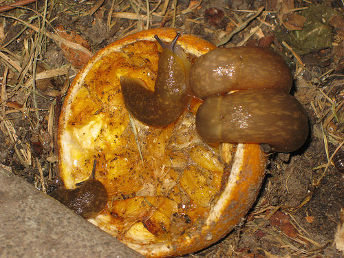 Vườn bị ốc sên phá mà bắt bằng tay không kịp, hãy thử ngay 5 cách cực hiệu quả này - 3