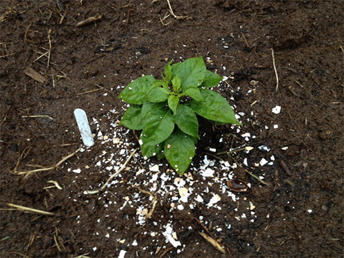 Vườn bị ốc sên phá mà bắt bằng tay không kịp, hãy thử ngay 5 cách cực hiệu quả này - 2