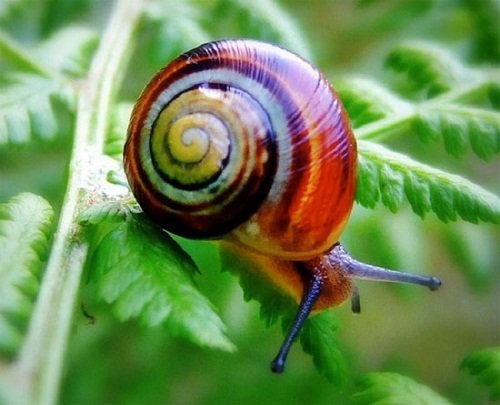 Vườn bị ốc sên phá mà bắt bằng tay không kịp, hãy thử ngay 5 cách cực hiệu quả này - 1