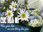 Nhà đẹp - Ngẩn ngơ xem mẹ Hà Thành cắm những bình cúc họa mi đẹp đến nao lòng