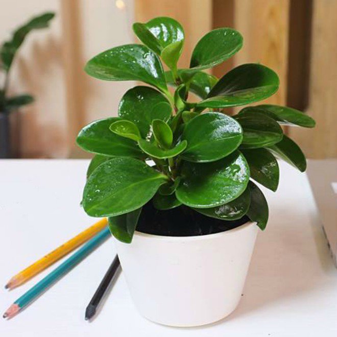 9 loại cây cảnh để bàn vừa đẹp vừa mang lại tài lộc