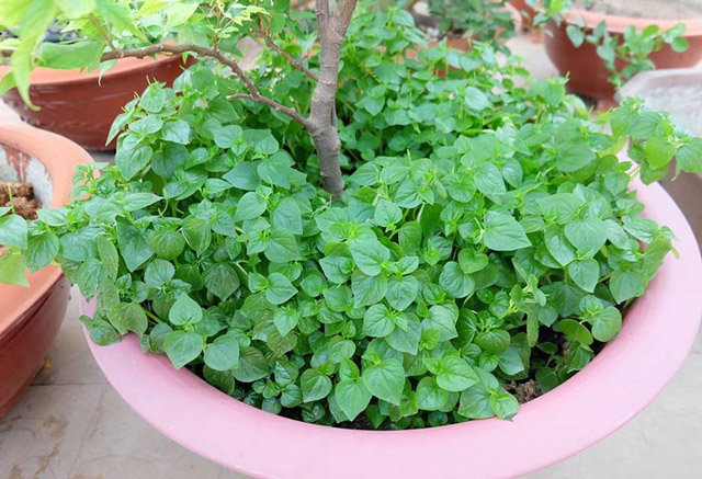 Cách trồng 4 loại rau amp;#34;thần dượcamp;#34; đang được chị em săn lùng nhiều nhất - 9
