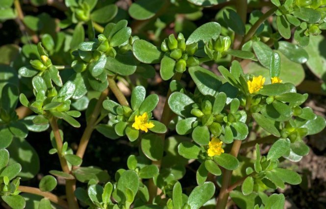 Cách trồng 4 loại rau amp;#34;thần dượcamp;#34; đang được chị em săn lùng nhiều nhất - 13
