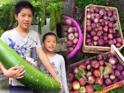 Nhà đẹp - Những khu vườn cây trái sai trĩu trịt đáng ngưỡng mộ của ông bố bà mẹ Việt ở trời Tây