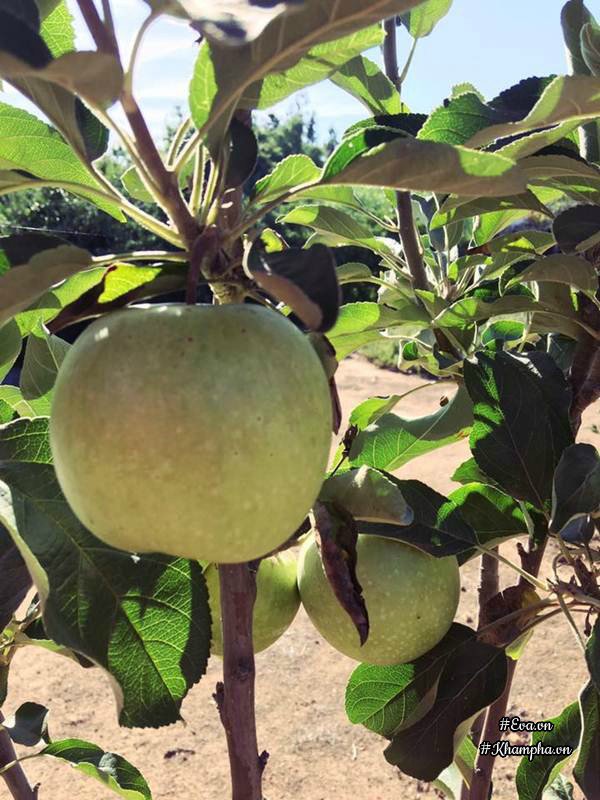 Những khu vườn cây trái sai trĩu trịt đáng ngưỡng mộ của ông bố bà mẹ Việt ở trời Tây - 2