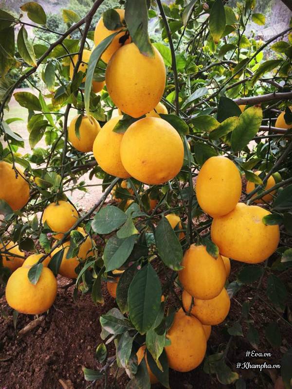 Những khu vườn cây trái sai trĩu trịt đáng ngưỡng mộ của ông bố bà mẹ Việt ở trời Tây - 4
