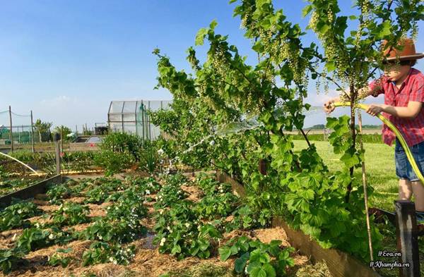 Những khu vườn cây trái sai trĩu trịt đáng ngưỡng mộ của ông bố bà mẹ Việt ở trời Tây - 7