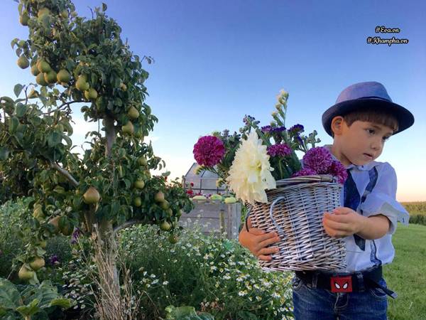 Những khu vườn cây trái sai trĩu trịt đáng ngưỡng mộ của ông bố bà mẹ Việt ở trời Tây - 8