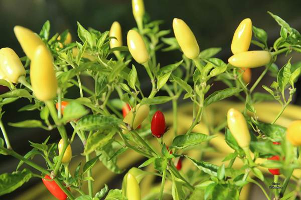 Những khu vườn cây trái sai trĩu trịt đáng ngưỡng mộ của ông bố bà mẹ Việt ở trời Tây - 9