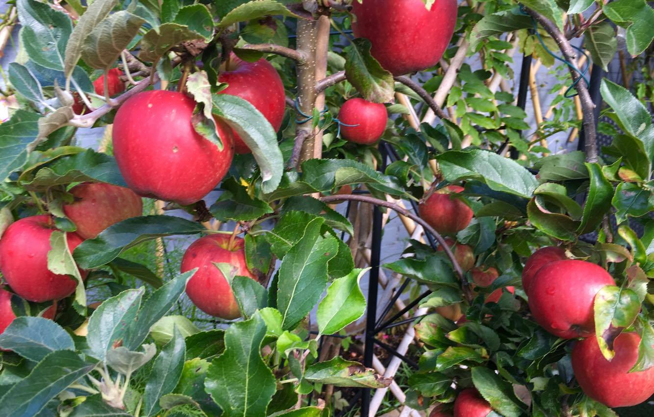 Những khu vườn cây trái sai trĩu trịt đáng ngưỡng mộ của ông bố bà mẹ Việt ở trời Tây - 10