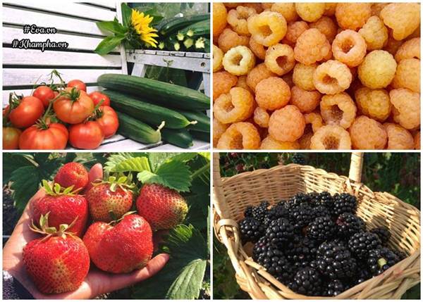 Những khu vườn cây trái sai trĩu trịt đáng ngưỡng mộ của ông bố bà mẹ Việt ở trời Tây - 11