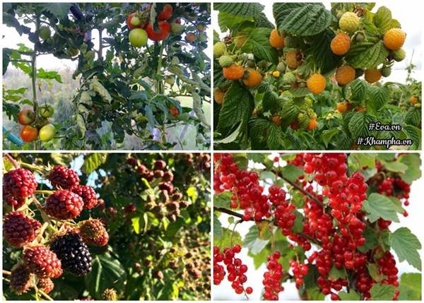 Những khu vườn cây trái sai trĩu trịt đáng ngưỡng mộ của ông bố bà mẹ Việt ở trời Tây - 12