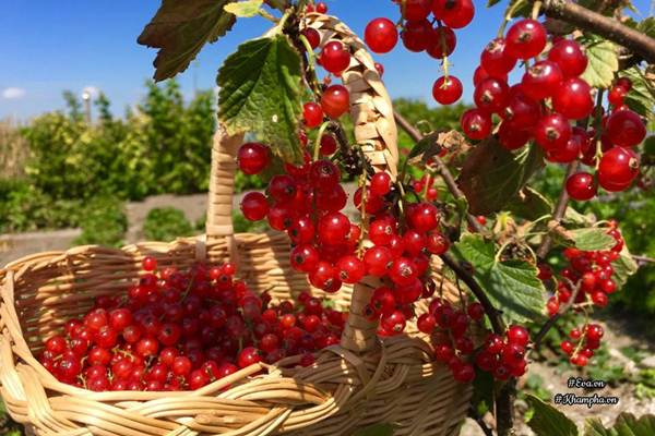 Những khu vườn cây trái sai trĩu trịt đáng ngưỡng mộ của ông bố bà mẹ Việt ở trời Tây - 13