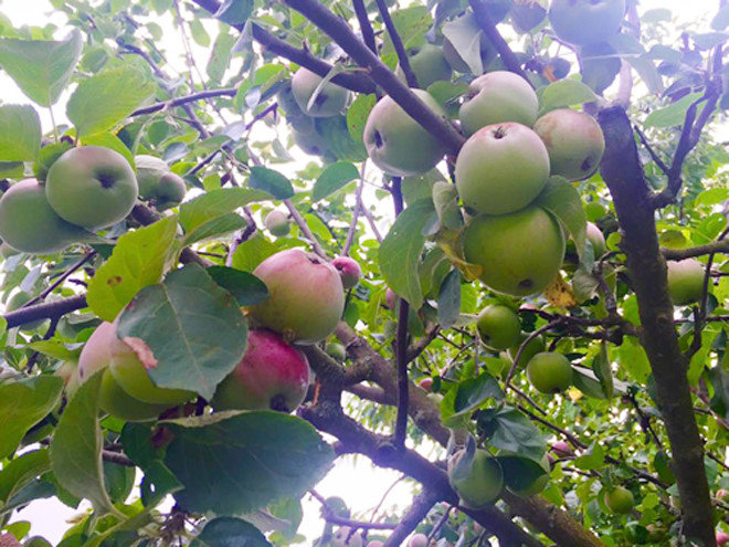 Những khu vườn cây trái sai trĩu trịt đáng ngưỡng mộ của ông bố bà mẹ Việt ở trời Tây - 15