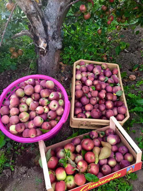 Những khu vườn cây trái sai trĩu trịt đáng ngưỡng mộ của ông bố bà mẹ Việt ở trời Tây - 16