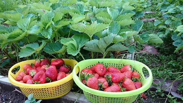 Những khu vườn cây trái sai trĩu trịt đáng ngưỡng mộ của ông bố bà mẹ Việt ở trời Tây - 18