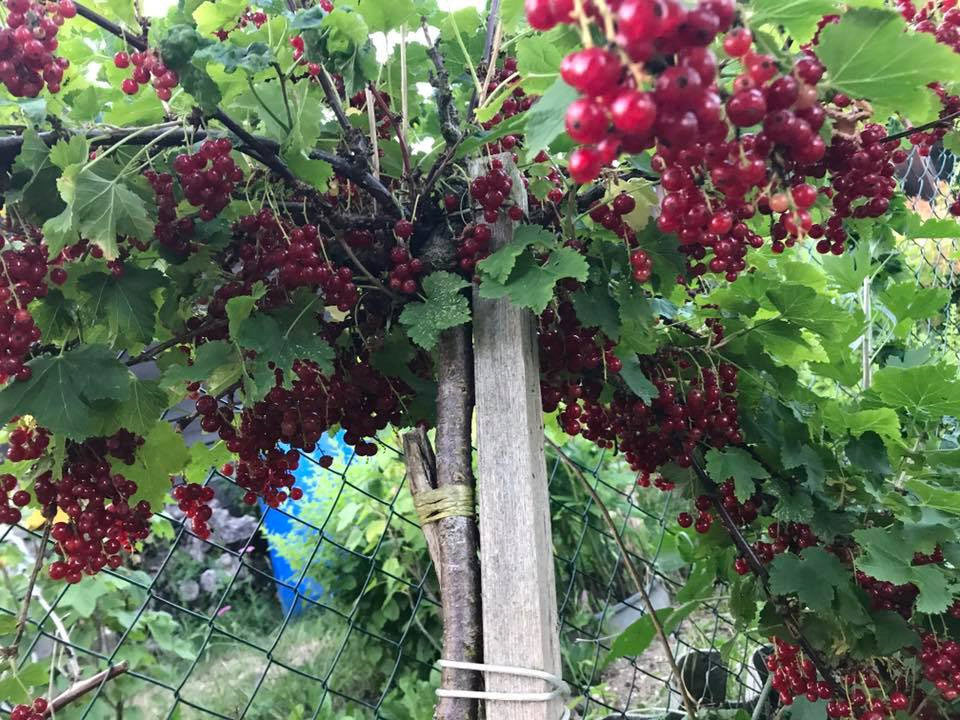 Những khu vườn cây trái sai trĩu trịt đáng ngưỡng mộ của ông bố bà mẹ Việt ở trời Tây - 19