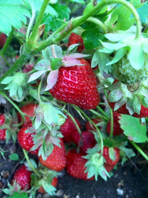 Những khu vườn cây trái sai trĩu trịt đáng ngưỡng mộ của ông bố bà mẹ Việt ở trời Tây - 17