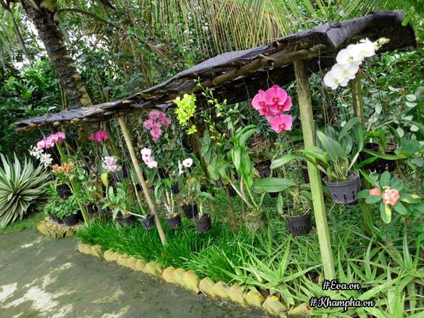 2 thang "tu tay lam het", 9x tay ninh bien manh dat trong thanh khu vuon dep nhu cong vien - 7