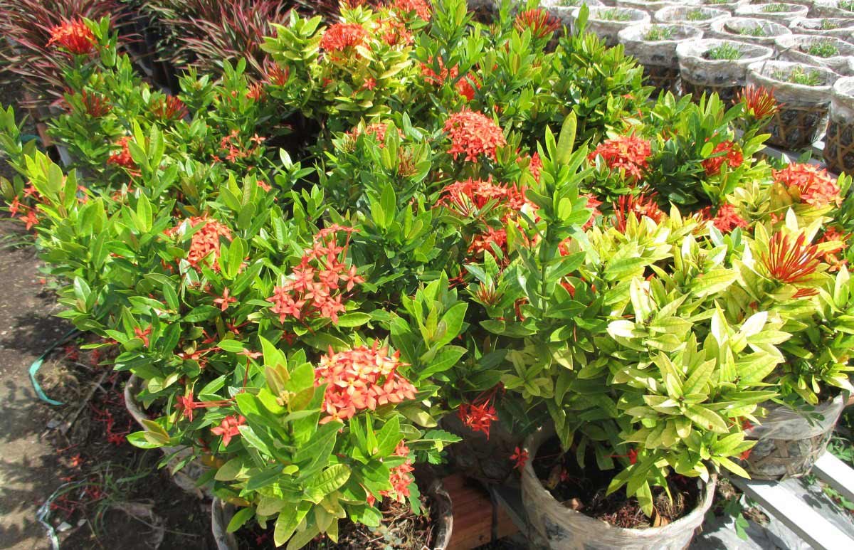 5 loại hoa đẹp lại dễ sống nên trồng ngay để kịp chơi Tết - 5