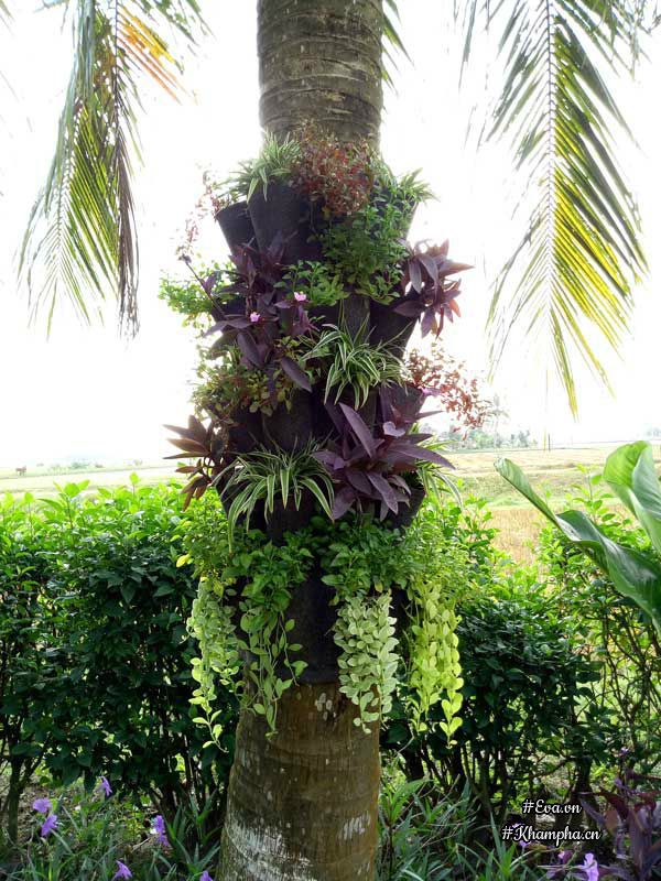 2 thang "tu tay lam het", 9x tay ninh bien manh dat trong thanh khu vuon dep nhu cong vien - 16