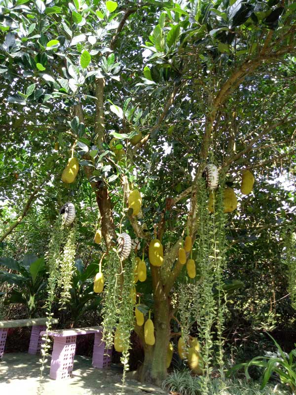 2 thang "tu tay lam het", 9x tay ninh bien manh dat trong thanh khu vuon dep nhu cong vien - 12