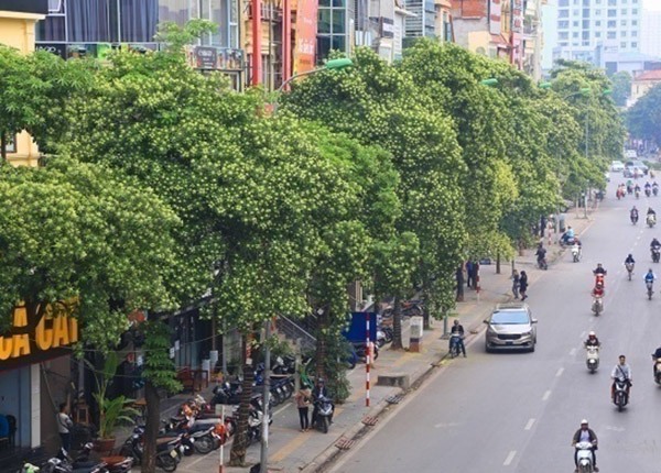 amp;#34;Hoa sữa phải trồng cách 50m, Hà Nội 2-3m lại thấy một cây, người dân khiếp sợ là phảiamp;#34; - 1