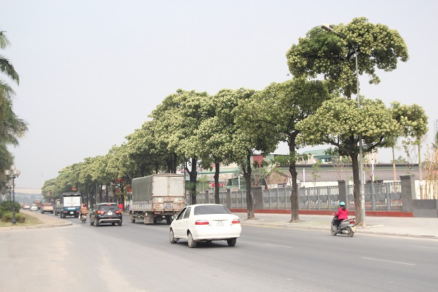 amp;#34;Hoa sữa phải trồng cách 50m, Hà Nội 2-3m lại thấy một cây, người dân khiếp sợ là phảiamp;#34; - 3