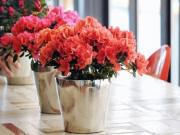 Nhà đẹp - 5 loại hoa đẹp lại dễ sống nên trồng ngay để kịp chơi Tết