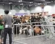 Có tin Song Hye Kyo bí mật đến MAMA nhưng Song Joong Ki lại một mình đi thảm đỏ - 11