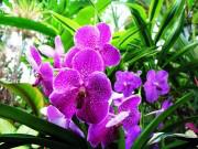 Nhà đẹp - Hoa lan tím ra hoa lại chỉ trong 2-3 tuần nhờ cách kích thích "dễ như ăn kẹo"