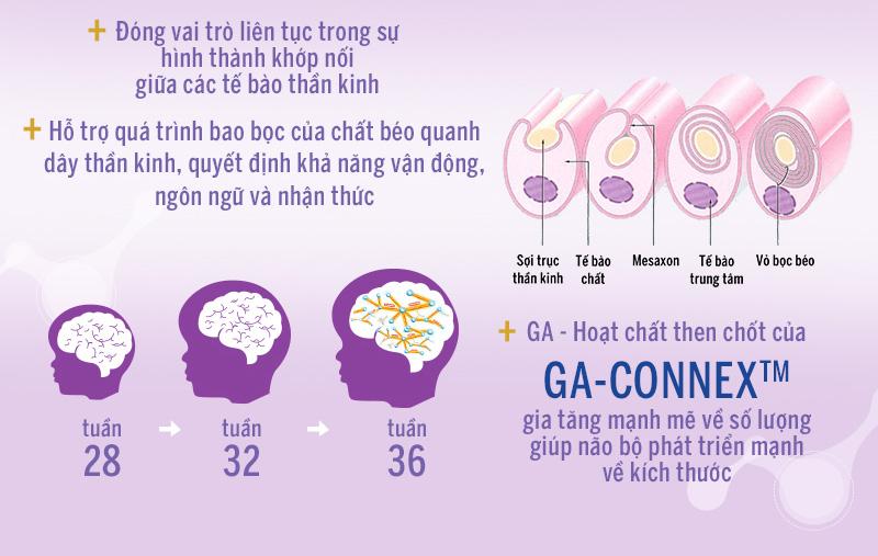 ngoai dha, ga-connex la duong chat khong the thay the de phat trien tri nao thai nhi - 4