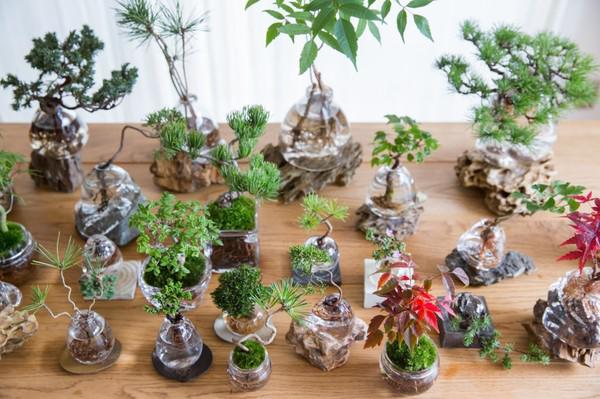 Dân tình amp;#34;phát sốtamp;#34; với chậu cây cảnh trồng không cần đất: Aqua Bonsai - 3