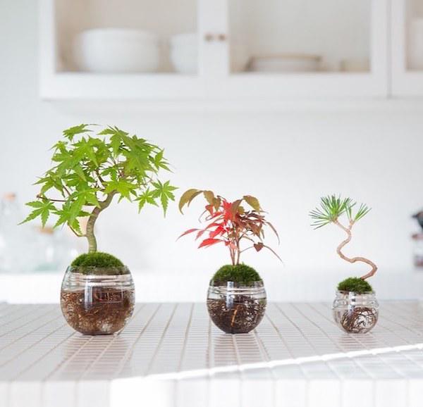 Dân tình amp;#34;phát sốtamp;#34; với chậu cây cảnh trồng không cần đất: Aqua Bonsai - 8
